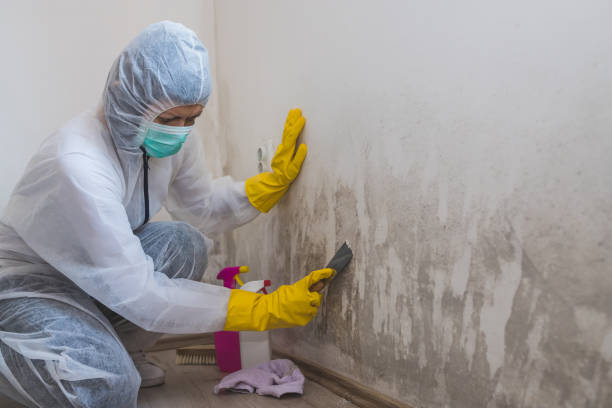 Home Mold Removal in Duncannon, PA