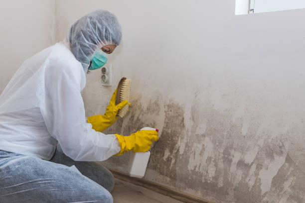 Best Certified Mold Removal  in Duncannon, PA