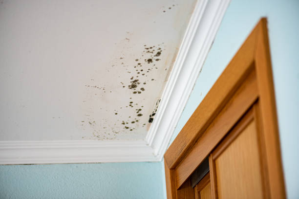 Best Mold Remediation  in Duncannon, PA