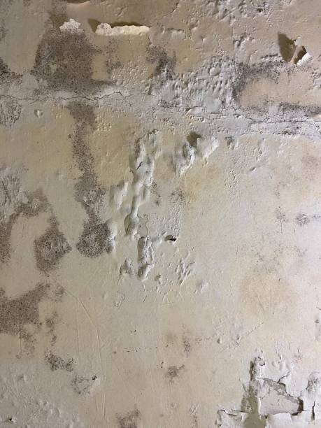 Certified Mold Removal in Duncannon, PA