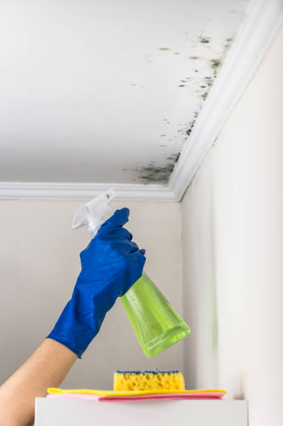 Best Mold Damage Repair  in Duncannon, PA